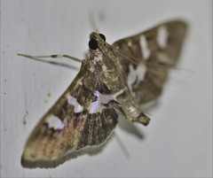 Desmia deploralis