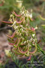 Astragalus scopulorum