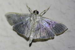 Microthyris