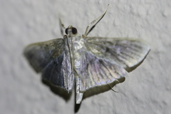 Microthyris