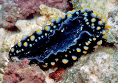 Phyllidia madangensis