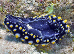 Phyllidia madangensis