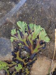 Marchantia plicata