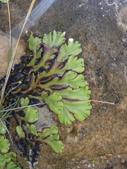 Marchantia plicata