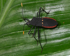 Leptoscelis flaviventris