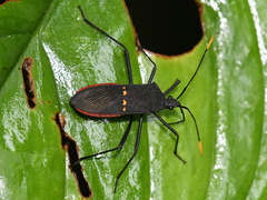 Leptoscelis flaviventris