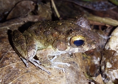 Craugastor aurilegulus