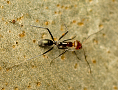 Iridomyrmex rubriceps