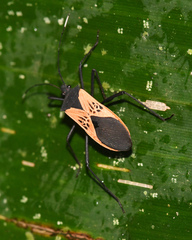 Leptoscelis limbativentris