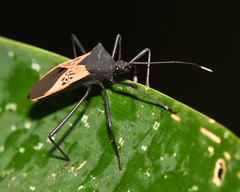 Leptoscelis limbativentris