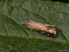 Anacampsis levipedella