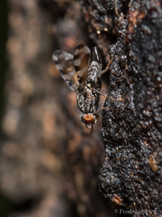 Pseudotephritis