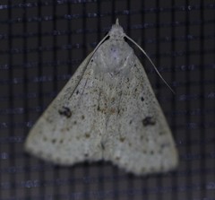 Scolecocampa
