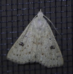 Scolecocampa