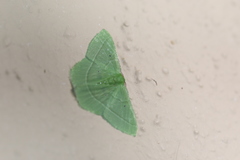 Nemoria remota
