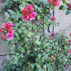 Bougainvillea spectabilis