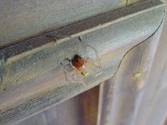 Cheiracanthium punctorium