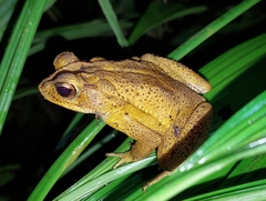 Incilius leucomyos