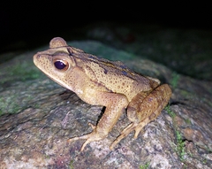 Incilius leucomyos