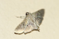 Microthyris