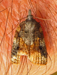 Platynota exasperatana