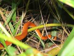 Oxyrhopus melanogenys