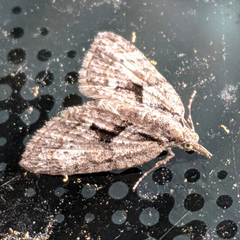 Microdes melanocausta