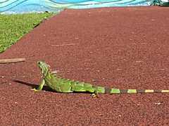 Iguana iguana