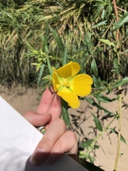 Ludwigia bonariensis