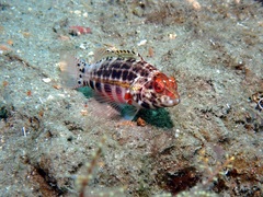 Serranus baldwini