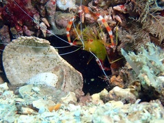 Stenopus scutellatus