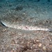 Inshore Lizardfish - Photo (c) Mike Krampf, some rights reserved (CC BY-NC), uploaded by Mike Krampf