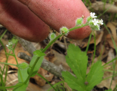Myosotis macrosperma