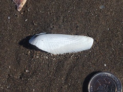 Cyrtopleura lanceolata