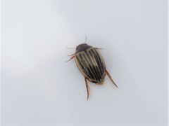 Agabus disintegratus