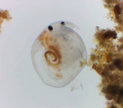 Chydorus