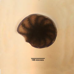 Elphidium limbatum