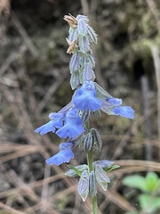 Salvia helianthemifolia