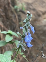Salvia helianthemifolia
