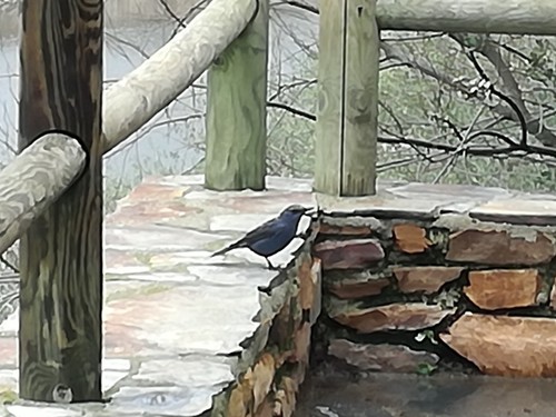 Roquero solitario (Monticola solitarius)