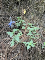 Salvia helianthemifolia