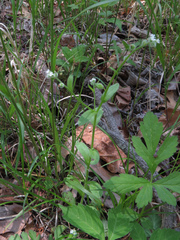 Myosotis macrosperma