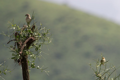 Passer rufocinctus