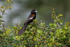 Euplectes albonotatus