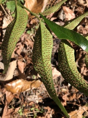 Cyrtomium devexiscapulae