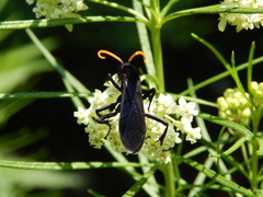 Pepsis menechma