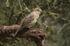 Bradornis microrhynchus