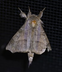 Olceclostera irrorata