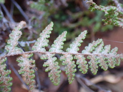 Myriopteris covillei