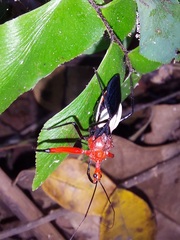 Acanthischium superbum